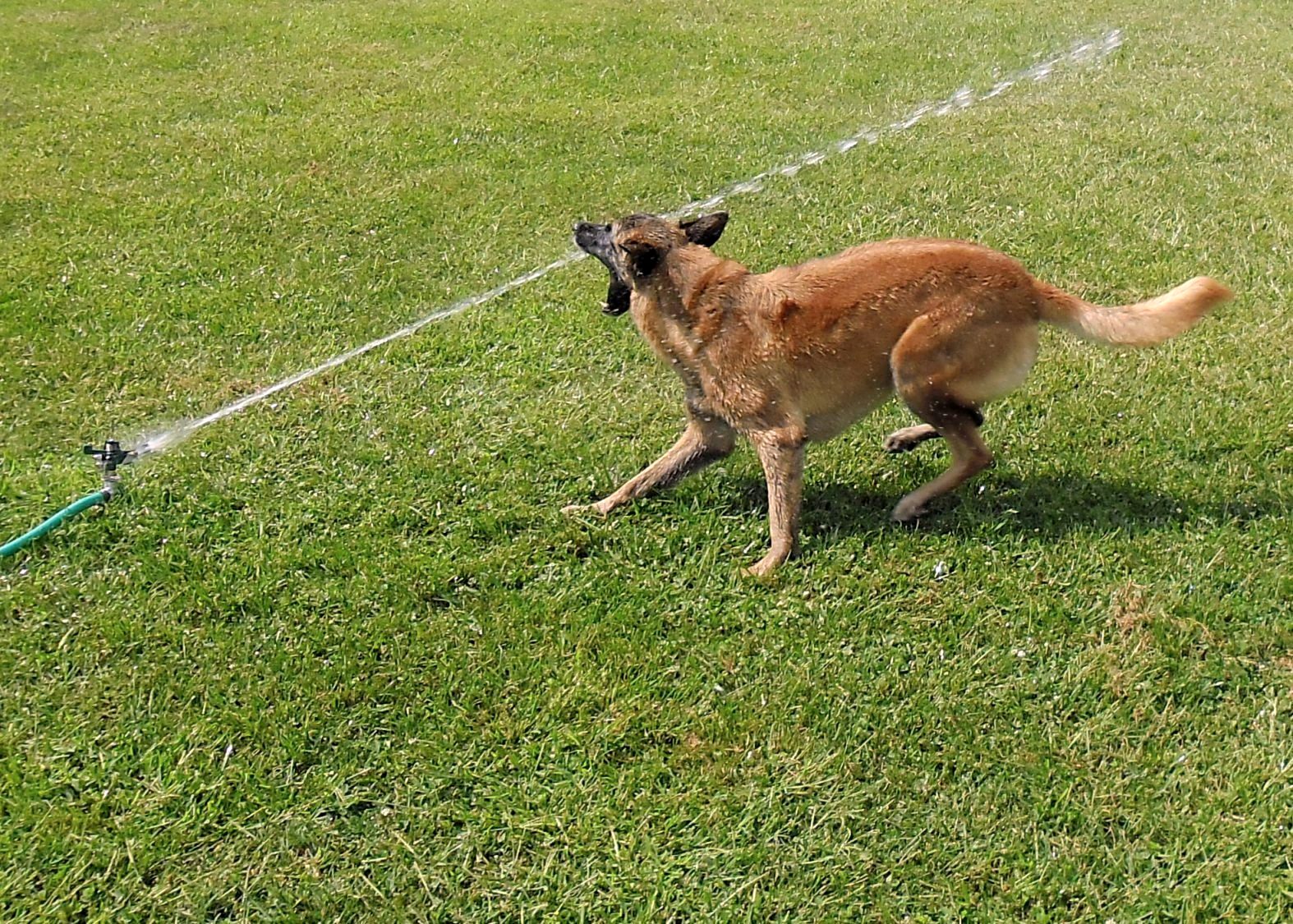Dog Gone Happy Sprinkler!