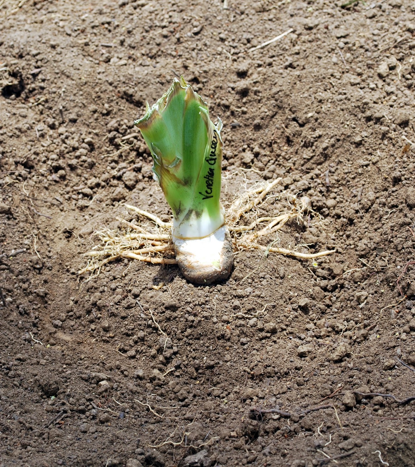 World of Irises How Deep Should I Plant My Irises?