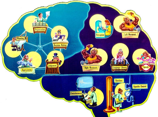 Brain Pictures Anatomy