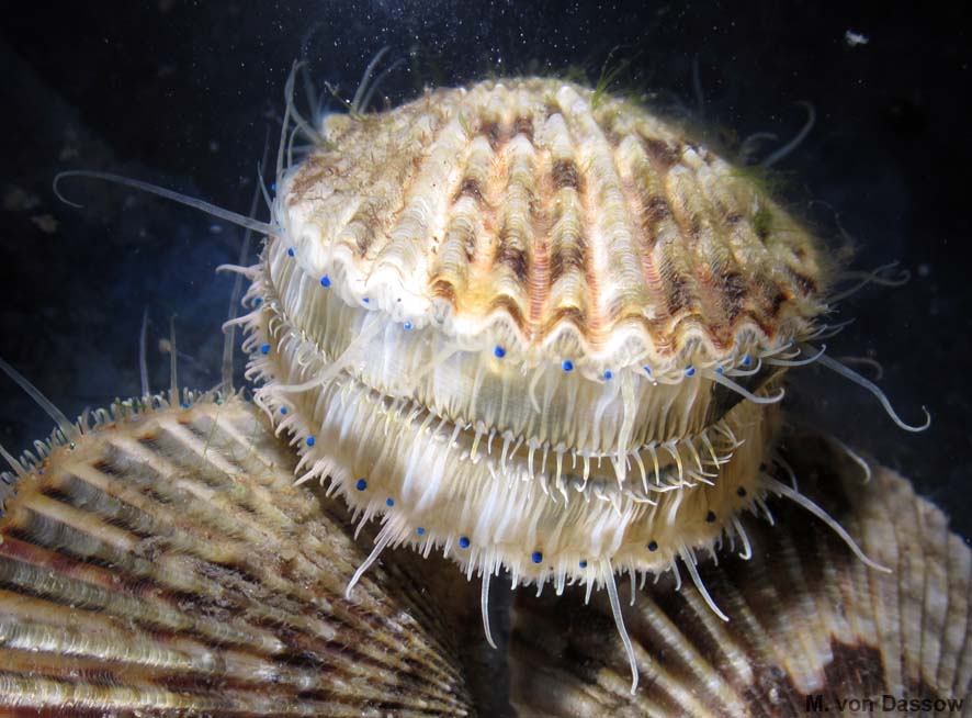 CAN OF VERMES: What do scallops do with all those eyes?