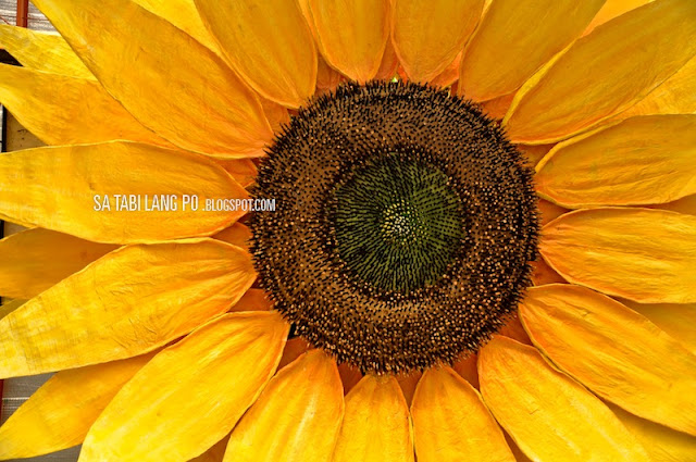 sunflower easter divine mercy marilao