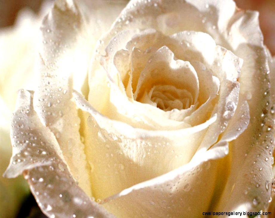 White Rose Pictures Images Graphics Comments Scraps 23 White Rose Pictures Images Graphics Comments Scraps 23