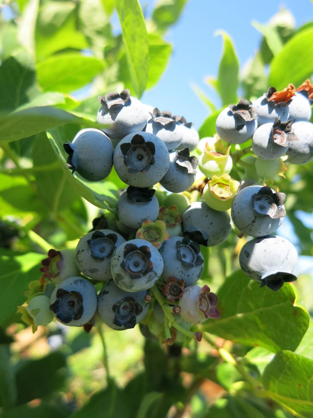 Birak Berry Farm Richmond in Vancouver, Canada chichicho