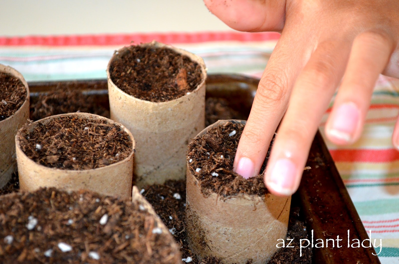 Toilet Paper Rolls and Vegetable Seeds... Ramblings from a Desert Garden