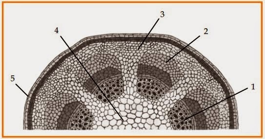 BIOLOGI GONZAGA: Prediksi UN 2014 Kelas XI