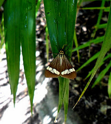 Magpie Moth