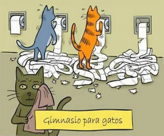 Gimnasio para gatos