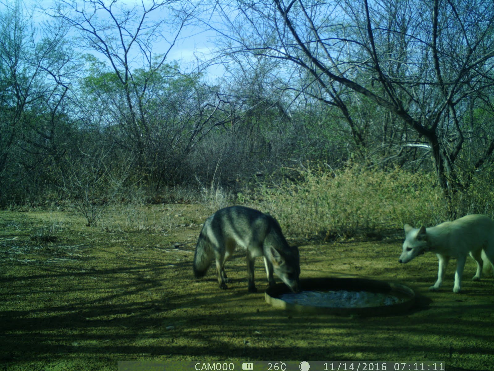 As raposas da caatinga