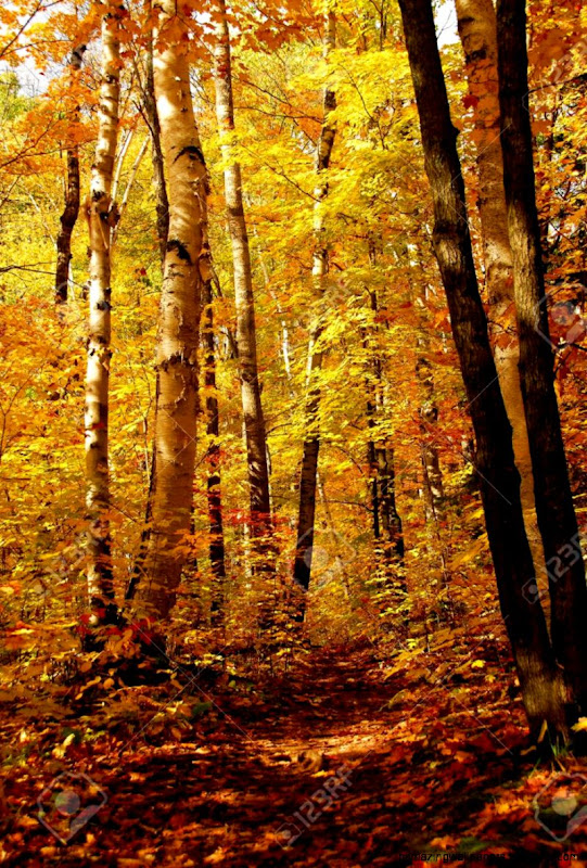 Fall Forest Background With Hiking Trail Stock Photo Picture And Fall Forest Background With Hiking Trail Stock Photo Picture And