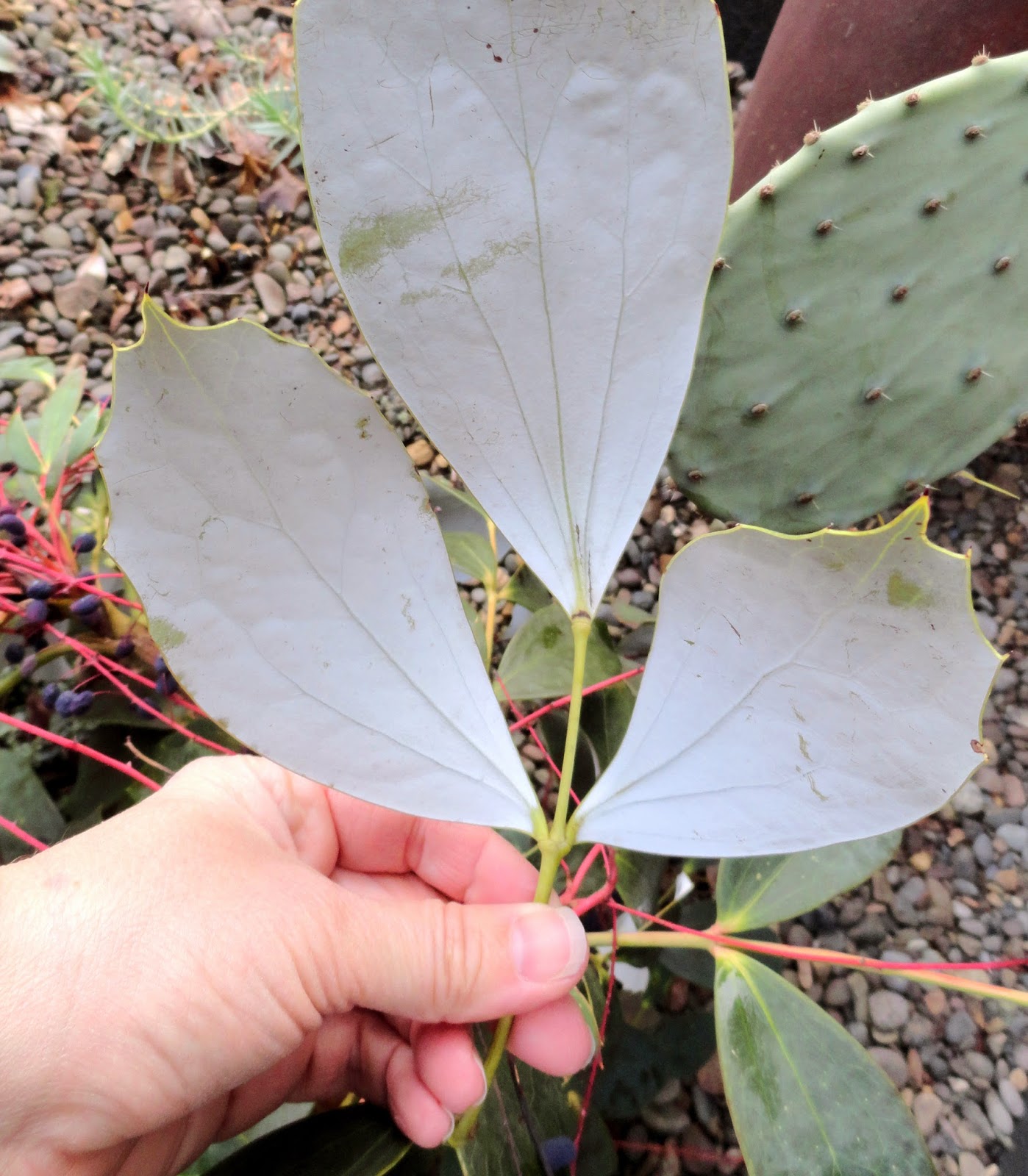 Methow Valley Herbs Photo Friday Oregon Grape Root