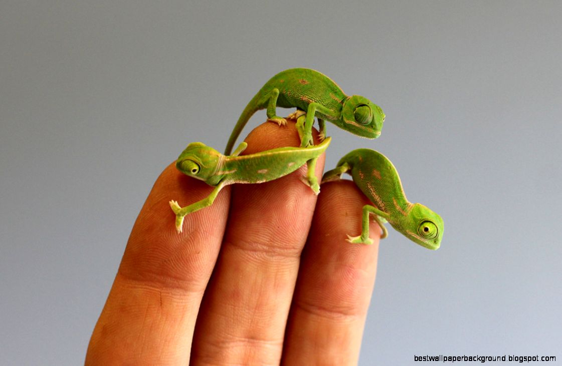 Tiny bright green baby veiled chameleons hatch at Sydneys Taronga Tiny bright green baby veiled chameleons hatch at Sydneys Taronga
