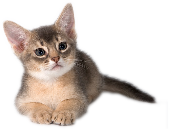 how to remove background from image