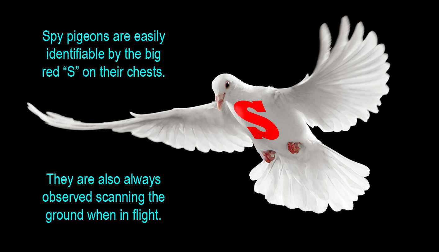 typical spy pigeon