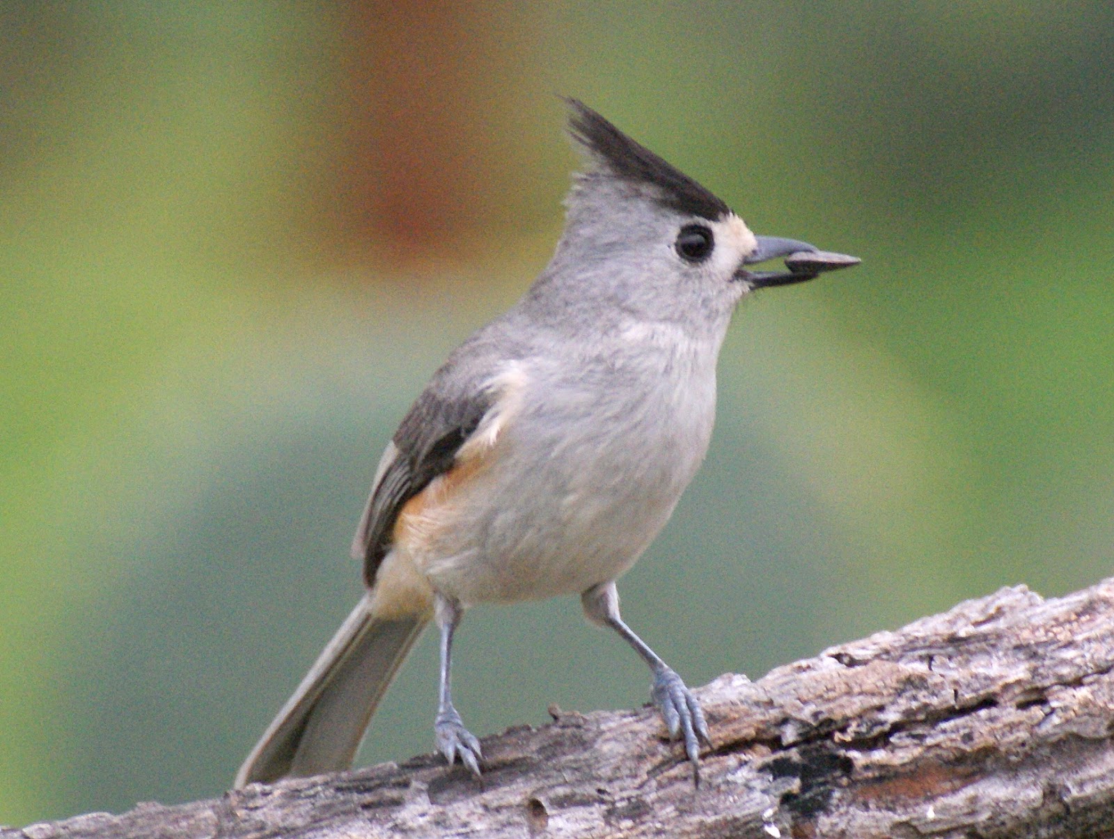 SE Texas Birding & Wildlife Watching Hill Country Trip Part 5