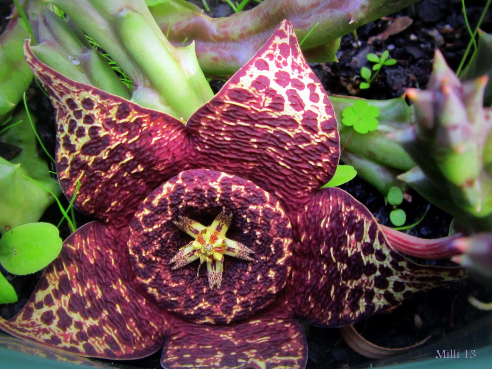 carrion plant carrion plant