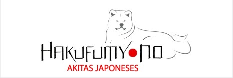 HAKUFUMY-NO Akitas Japoneses