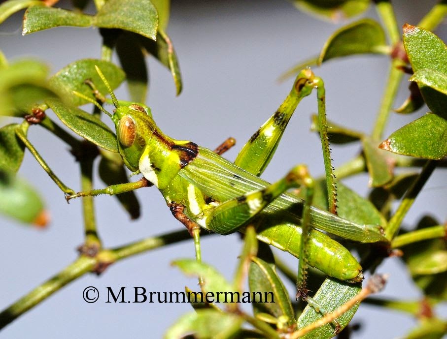 Arizona Beetles Bugs Birds And More Grasshoppers And Relations