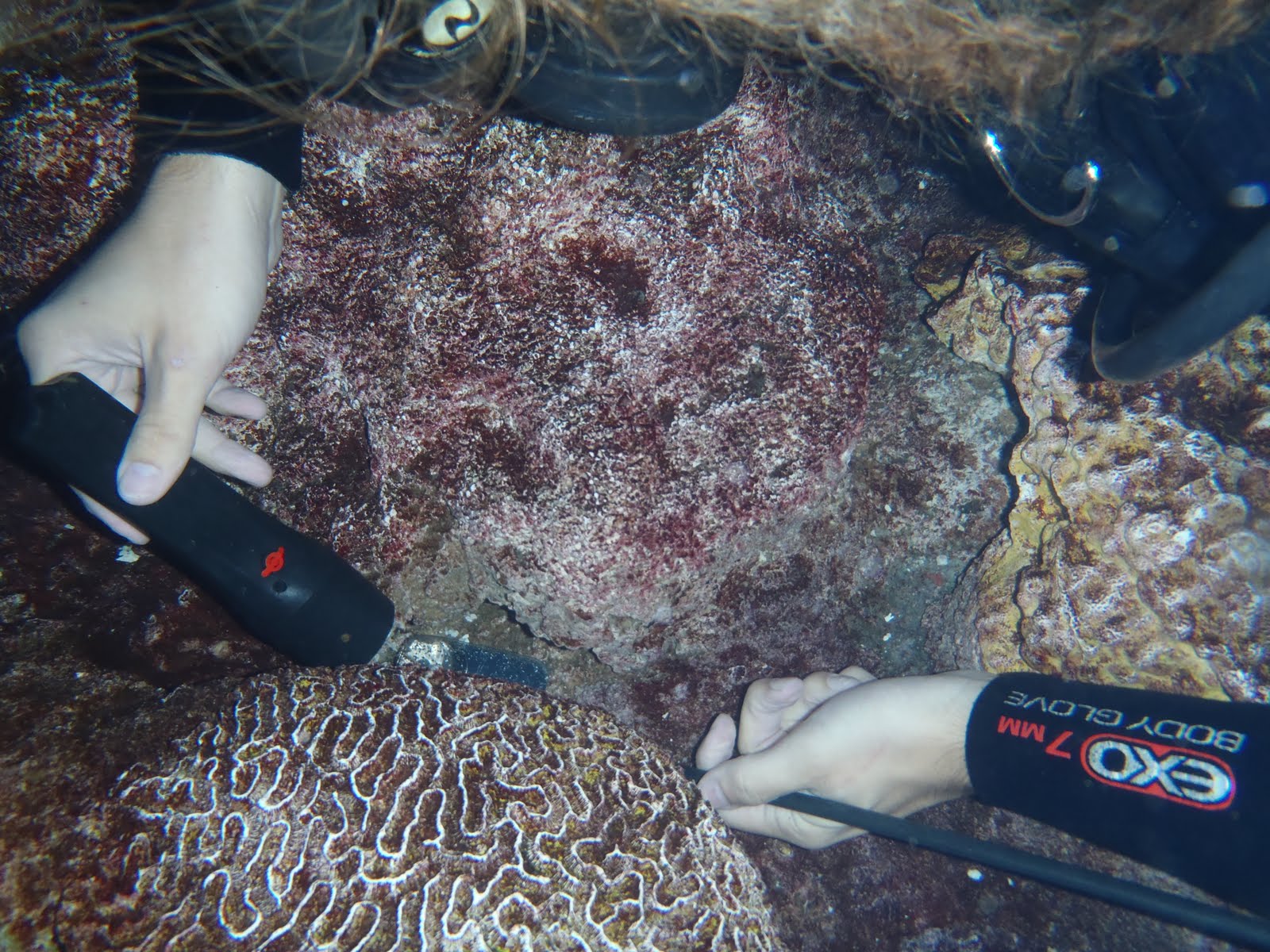 Giant Ocean Tank Divers Blog