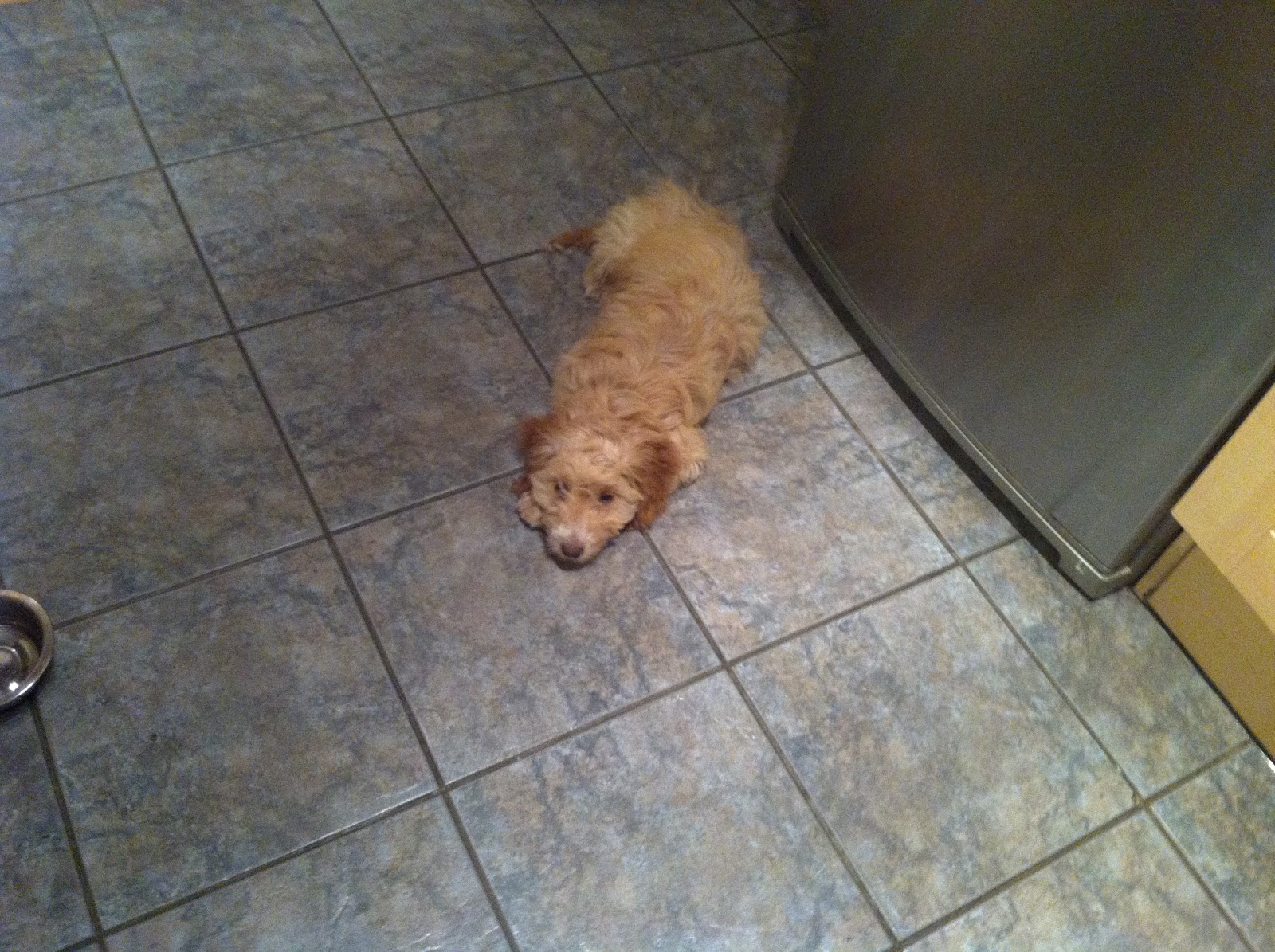 Jessie The Cockapoo and Max too Homemade Liver Treats