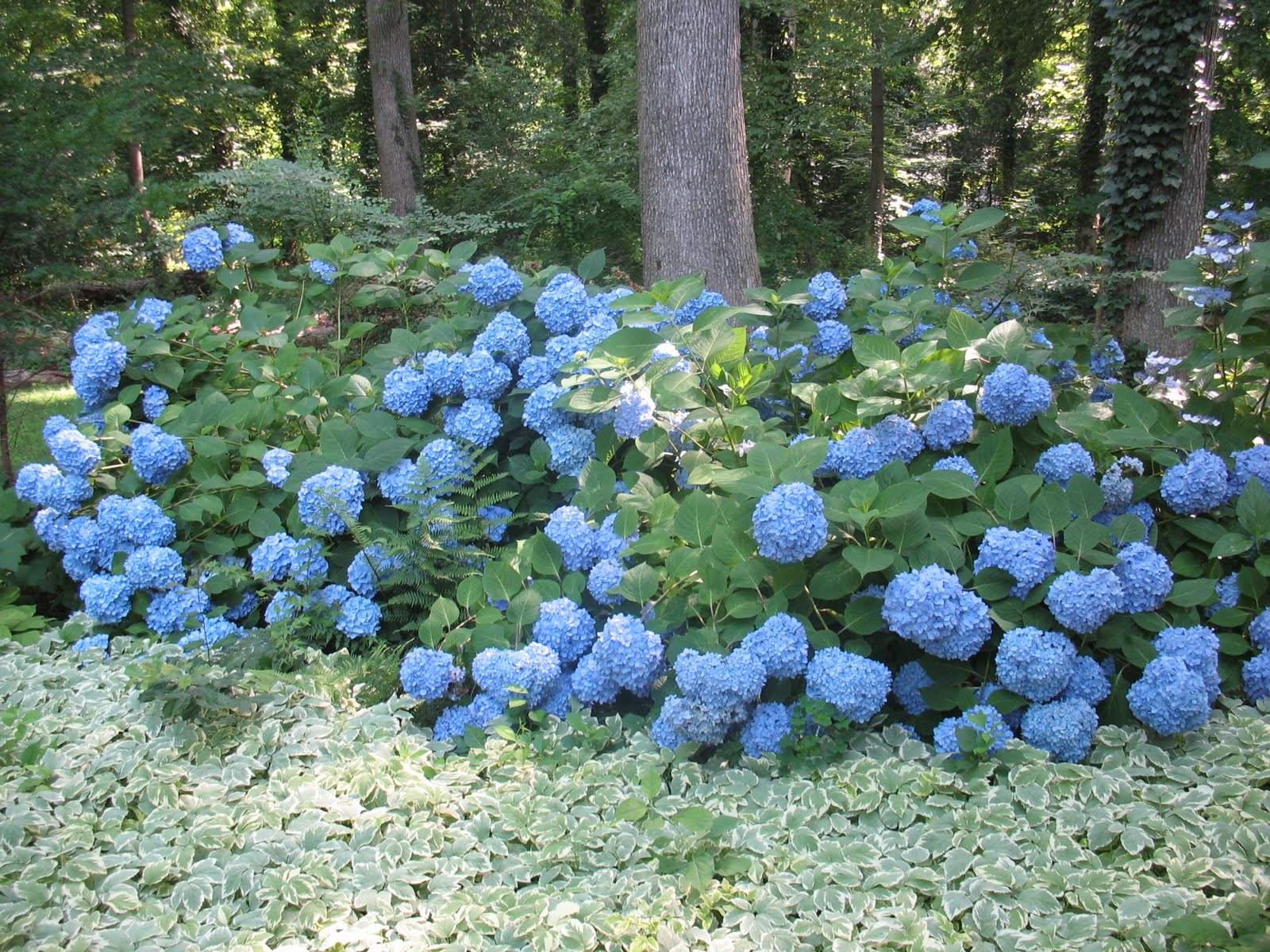 aquatic-plants.jpg