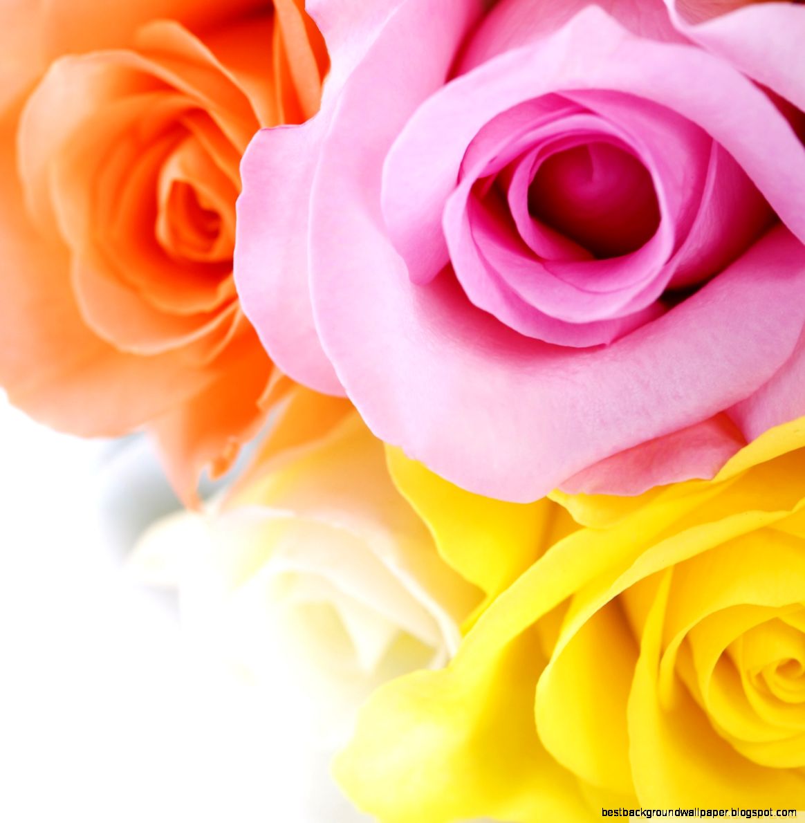 Different Colours Roses HD desktop wallpaper High Definition Different Colours Roses HD desktop wallpaper High Definition