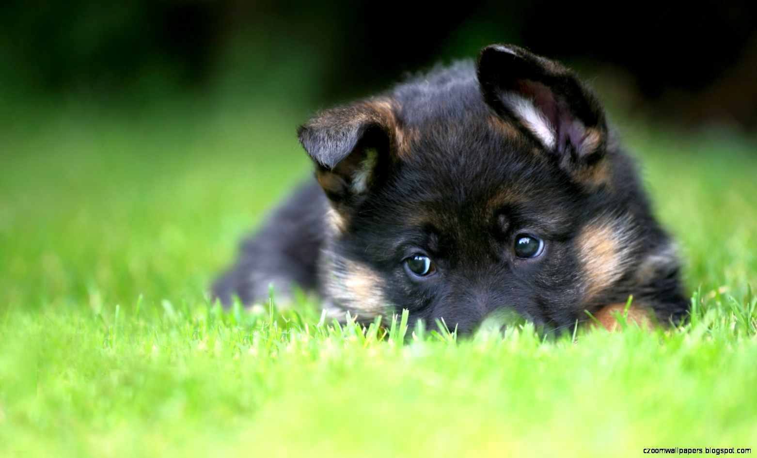 German Shepherd Puppy Desktop Wallpapers and Images Cool Wallpapers German Shepherd Puppy Desktop Wallpapers and Images Cool Wallpapers