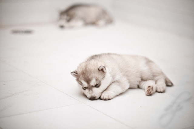How much does a Siberian Husky Puppy Cost?