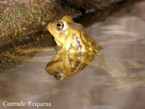 Bufo spinosus