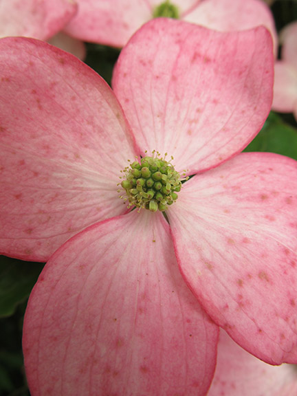 Dogwood+blossom+tattoo+designs