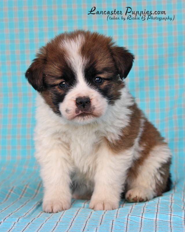 Rickie B Photography Lancaster Puppies