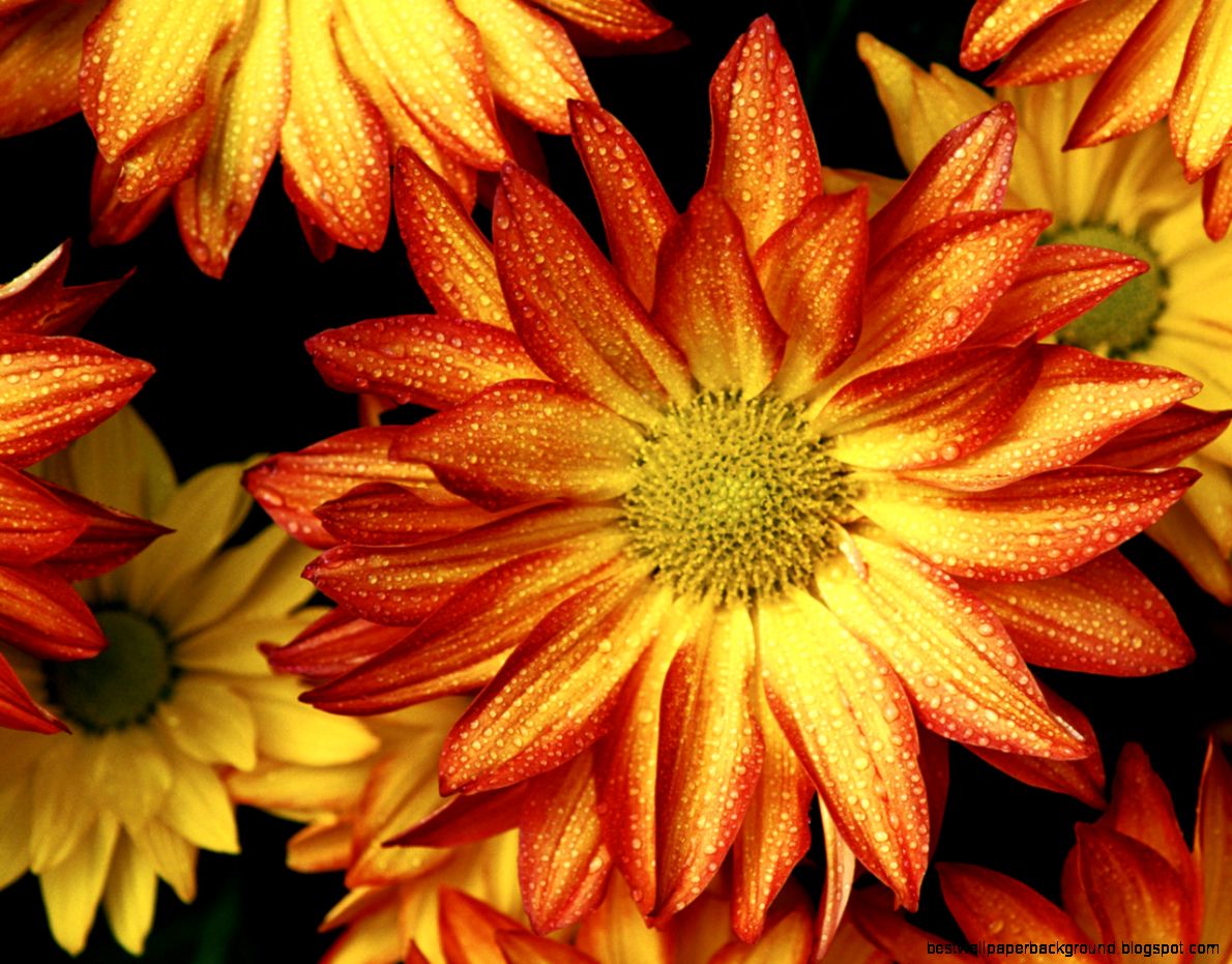 Screensavers Fall Flowers Best Wallpaper Background