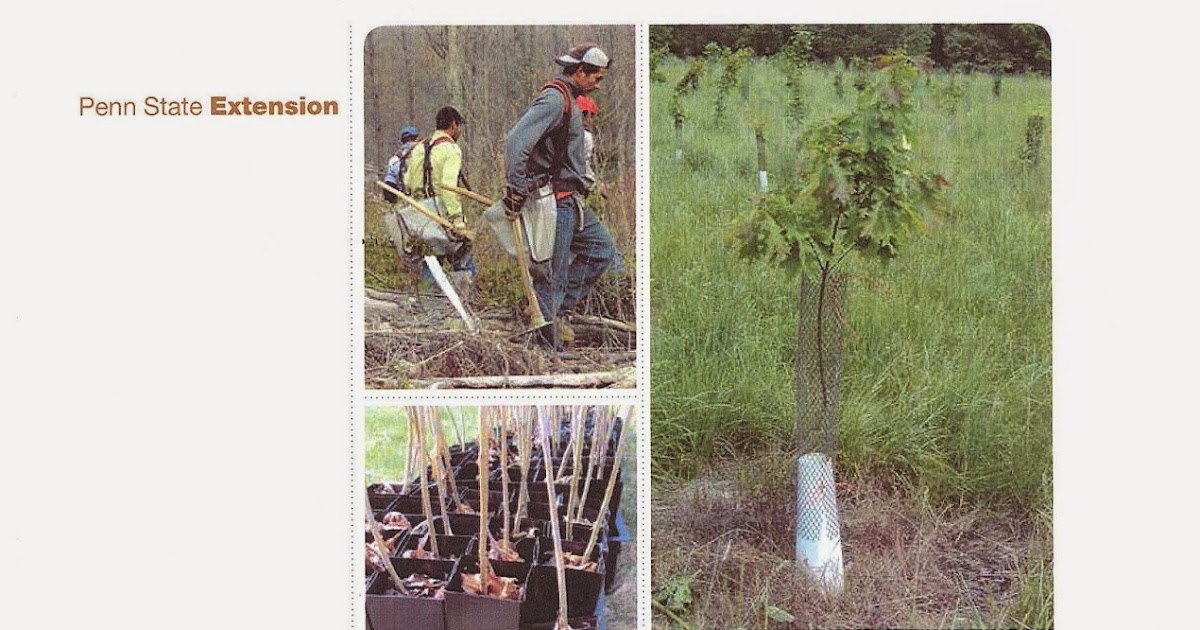 Central Pennsylvania Forestry Forest Landowners Tree Planting Guide