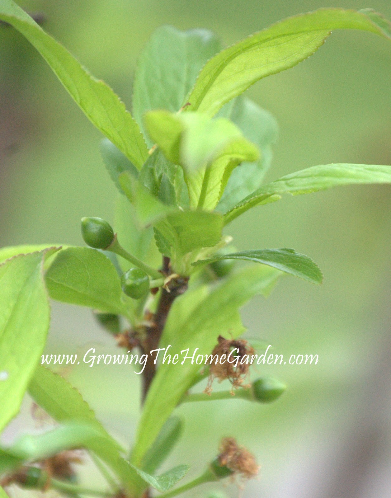 Small Plum Tree