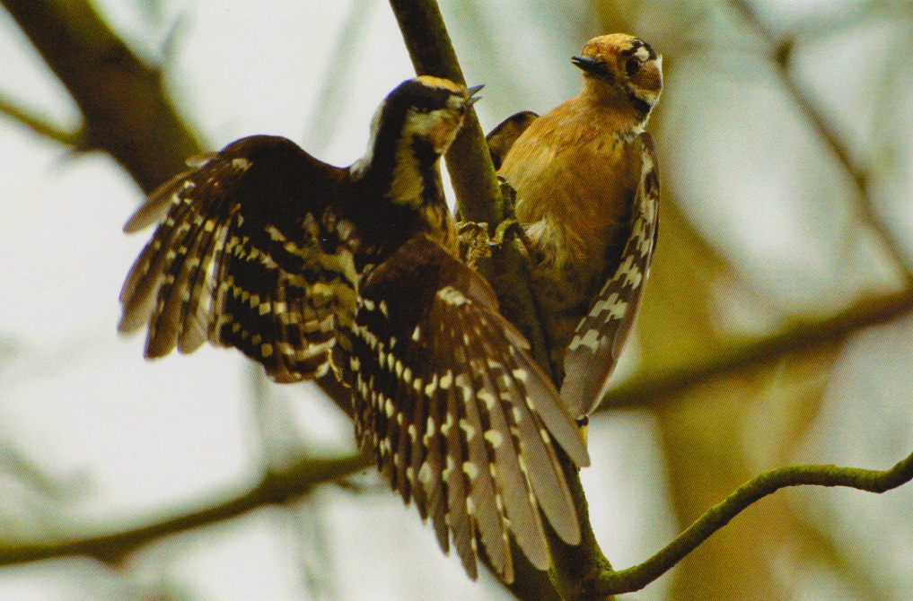 Birding with Flowers: Lesser Spotted Woodpecker - Countdown - 17 Days