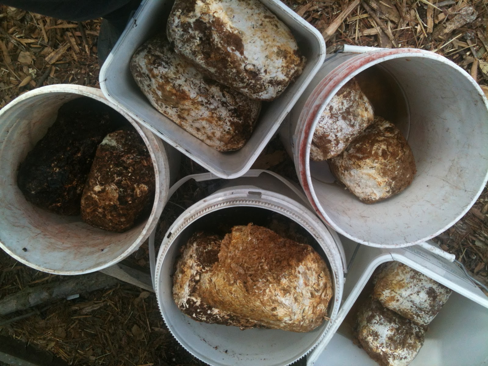 Soul Flower Farm Easy Mushroom Bed