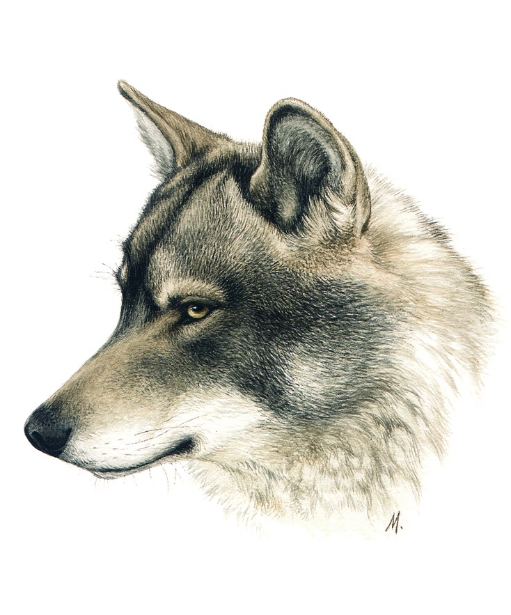 Drawings & Scientific Illustration of Nature, by Marcos Oliveira