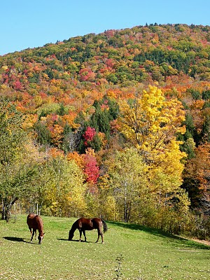 horse+fall+foliage+edited.jpg