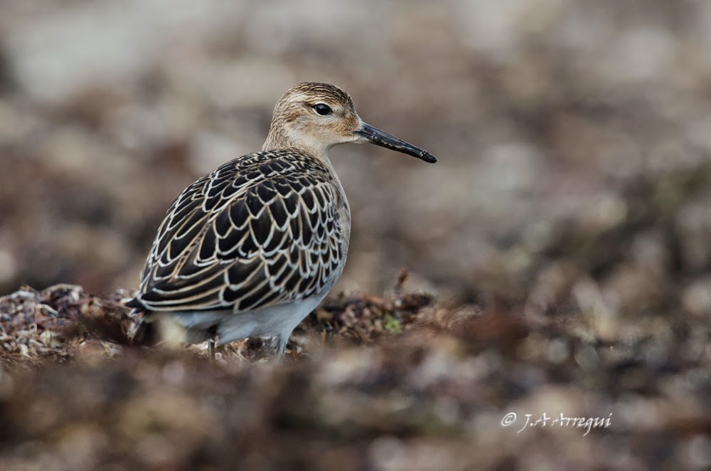 Combatiente, Philomachus pugnax, Ruff Combatiente, Philomachus pugnax, Ruff
