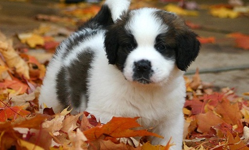 Puppy Dog Breeds Pictures