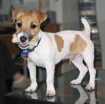 Dog Blog Dog Breed: Jack Russell Terrier Dog Breed Pictures