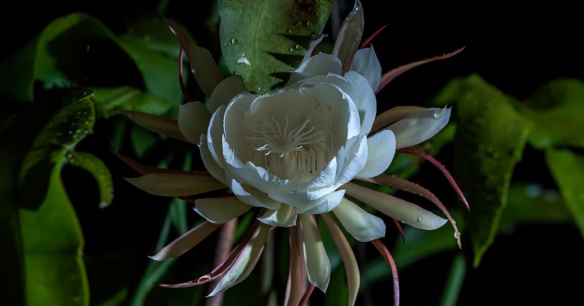 See What I See 昙花，Night queen flower