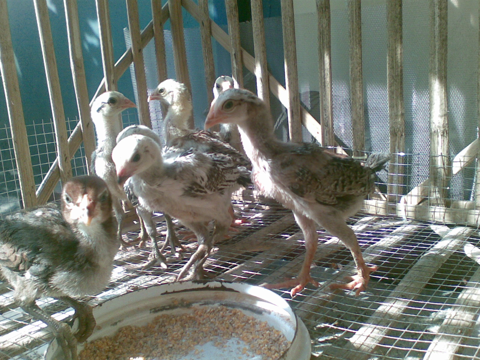 Mei 2012 Saparifarm Surabaya Peternak Ayam Aduan, Ayam