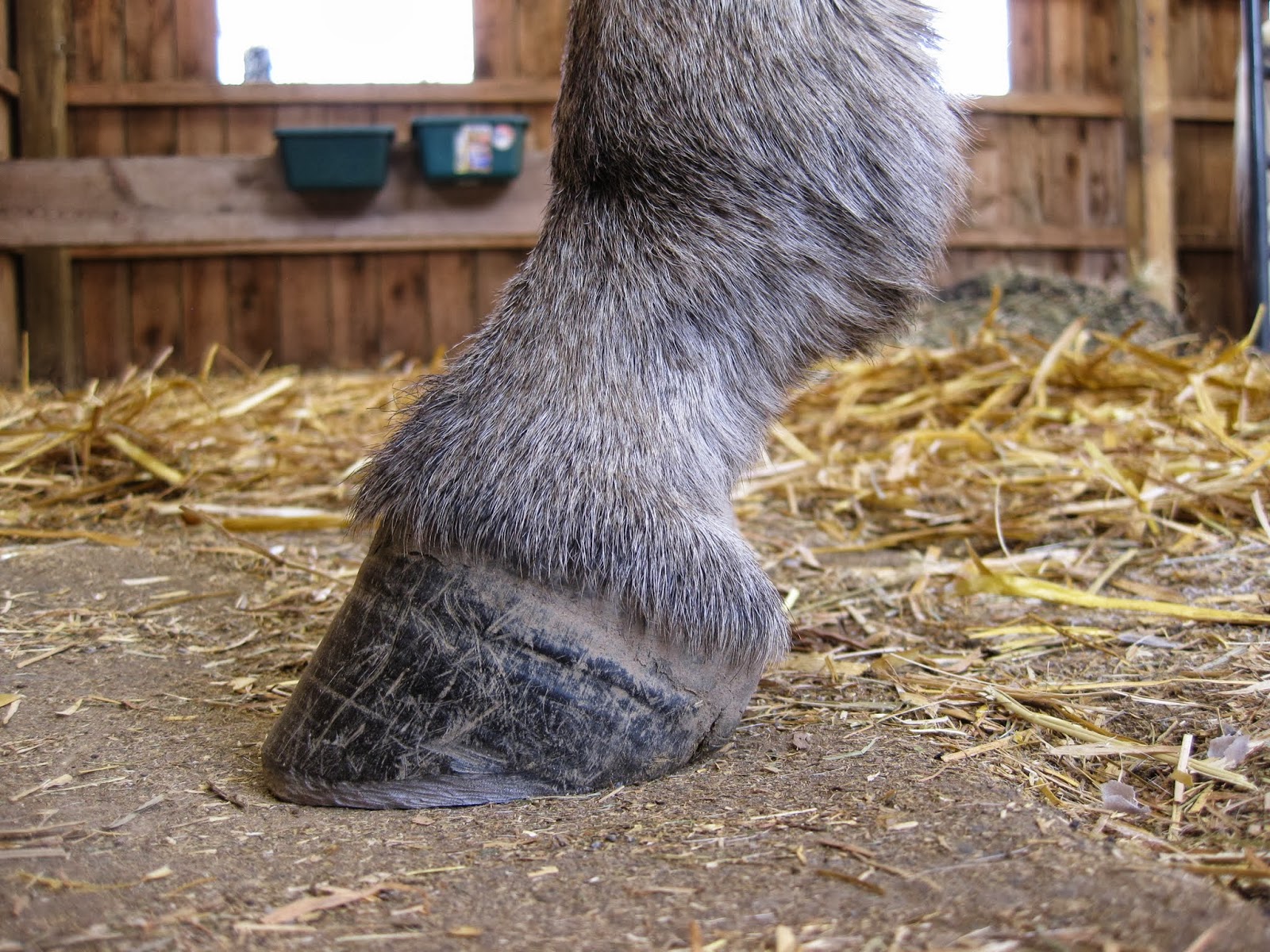 The Dancing Donkey Donkey Feet Emma