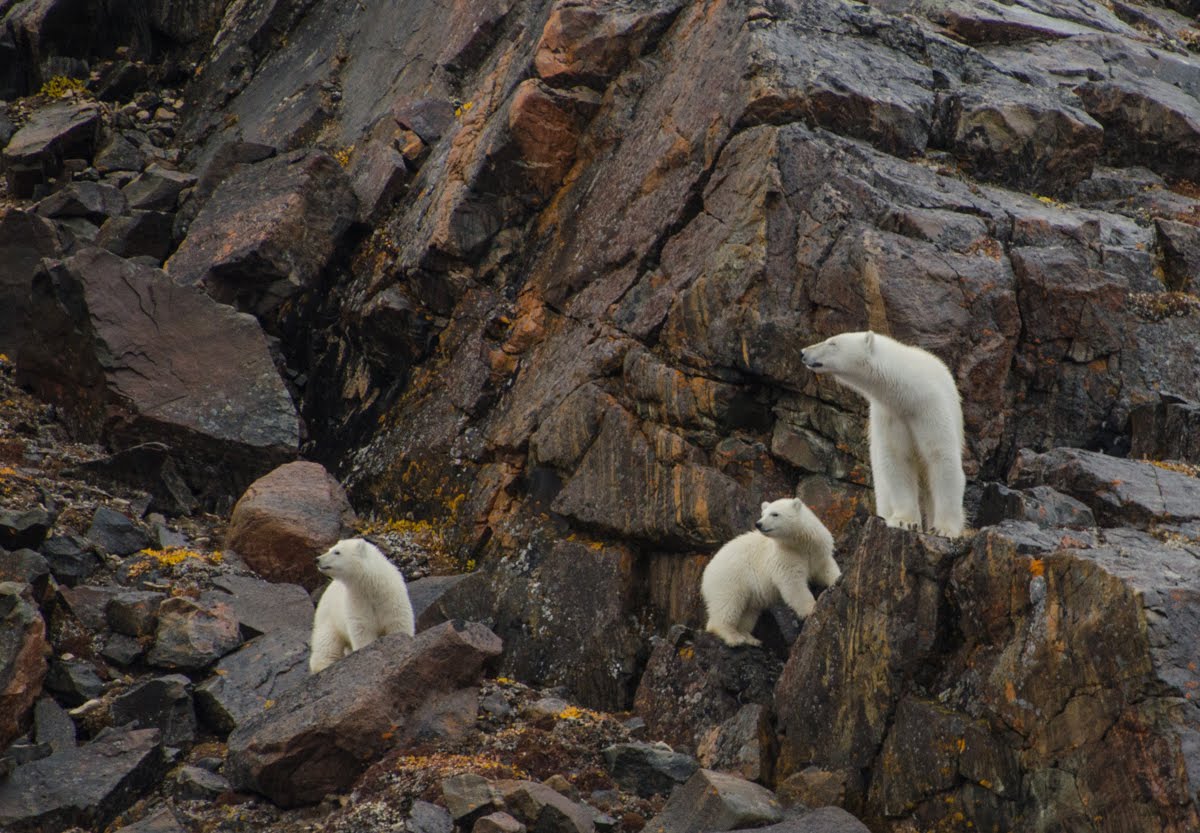 Mumma Polar Bear with her two babies