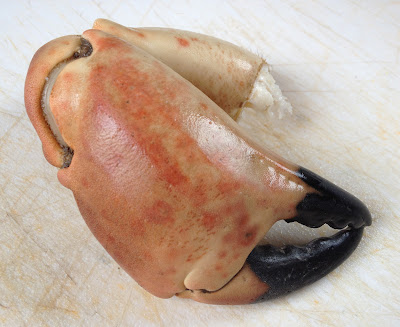 crab claw