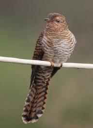 Tips Memelihara Burung Berkicau Gara Gara Si Wiwik Harga Burung Jatuh Tips Memelihara Burung Berkicau Gara Gara Si Wiwik Harga Burung Jatuh