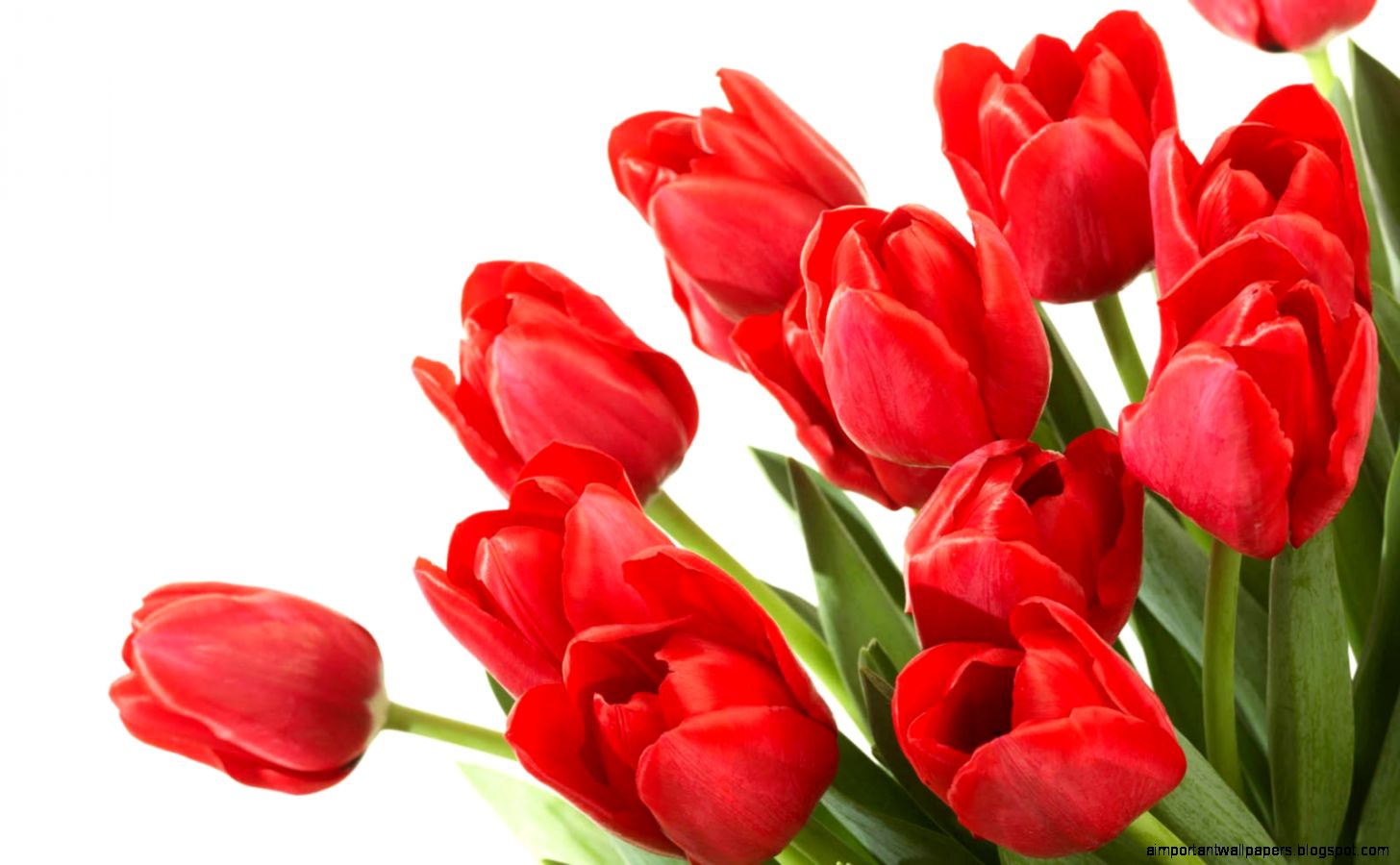 Red tulips wallpapers Flowers Wallpapers Red tulips wallpapers Flowers Wallpapers
