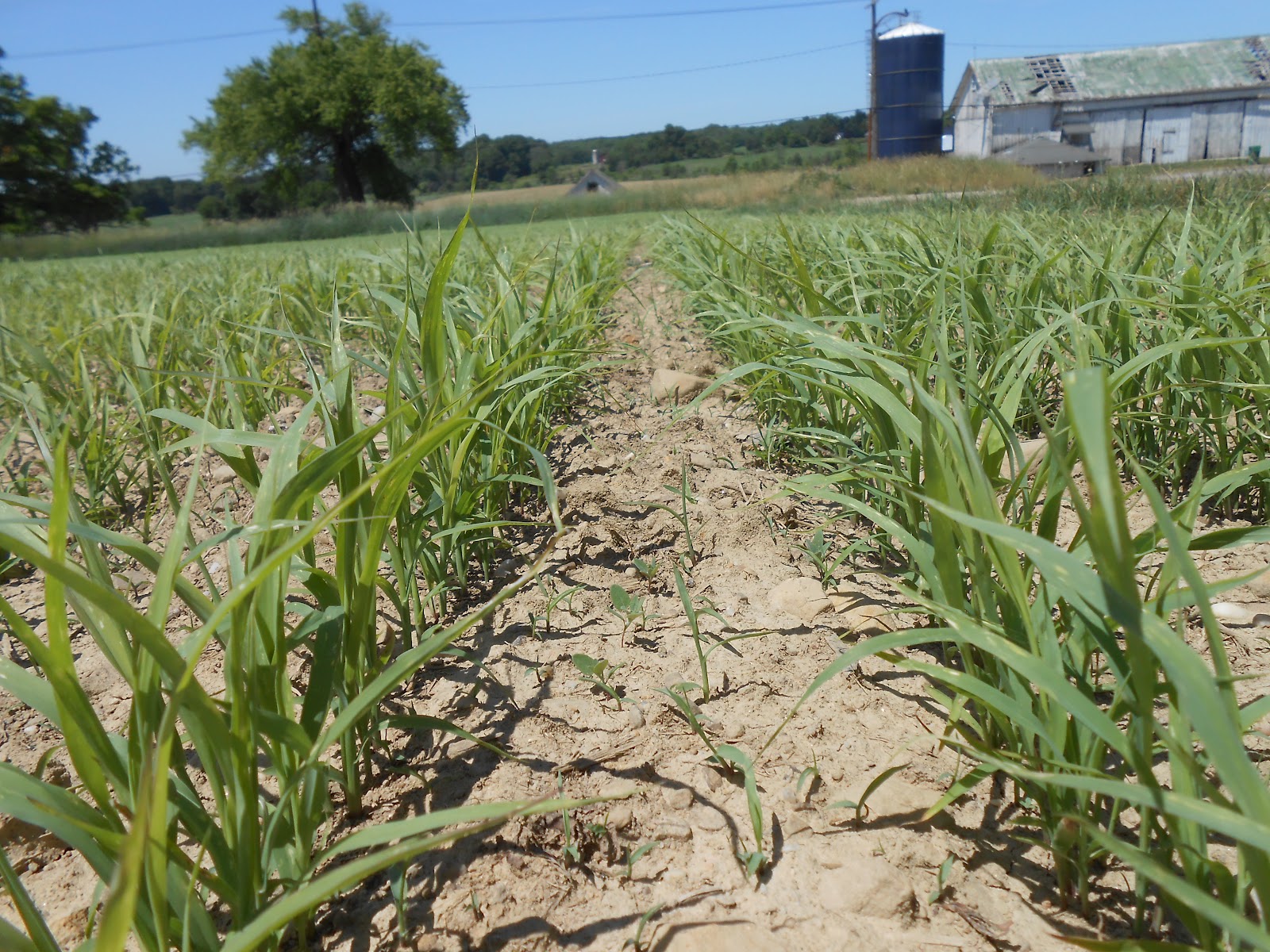 Grass for our Cows Farmer Bloggers