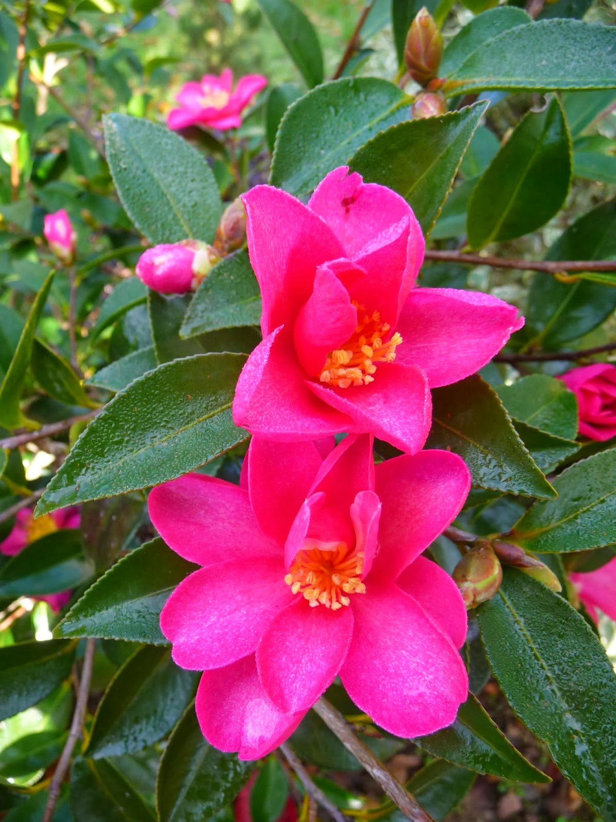Les 8 Meilleures Images De Azalee Arbuste Fleurs Et Jardins