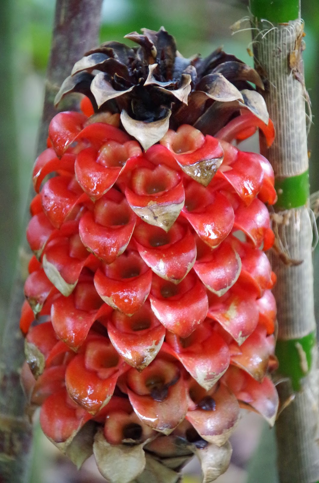 Trees and Plants Pineapple Ginger (Tapeinochilos Ananassae)